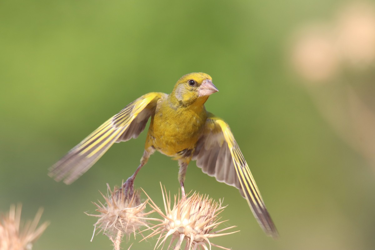 European Greenfinch - ML638595232