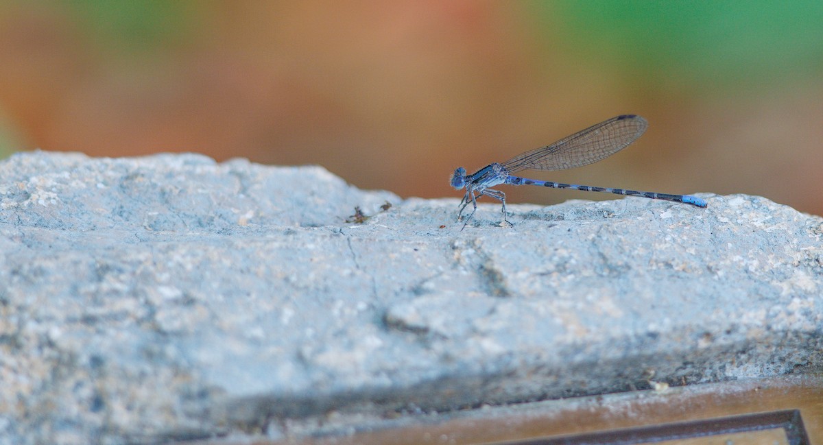 Insects - ML638595233