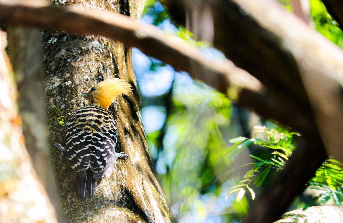 Blond-crested Woodpecker - ML638595234