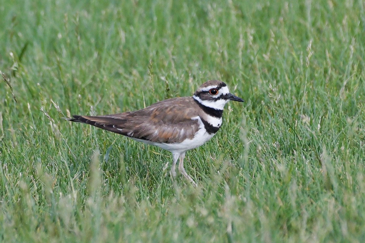 Killdeer - ML638595237