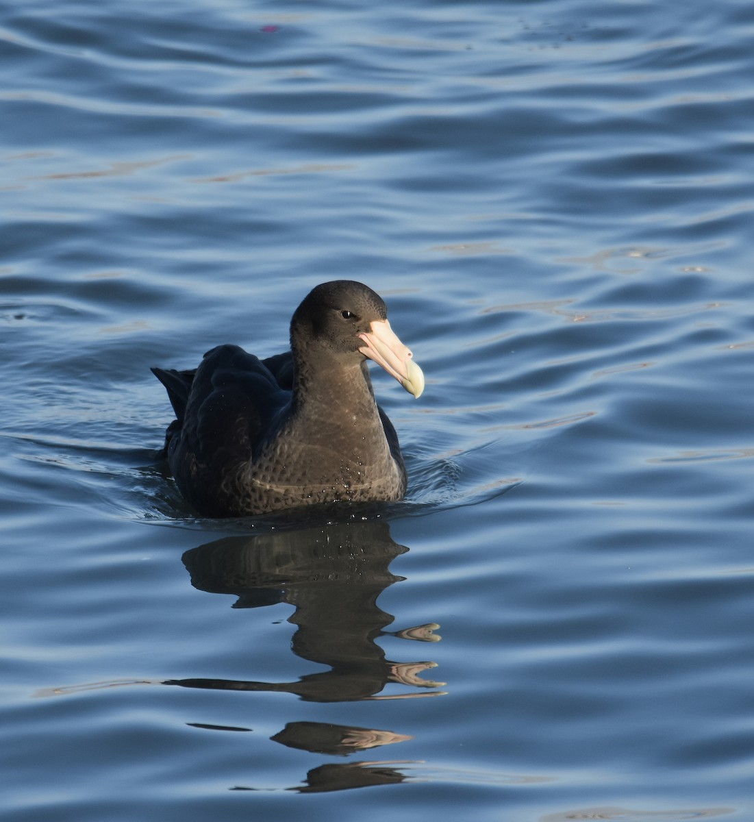 Southern Giant-Petrel - ML638595238