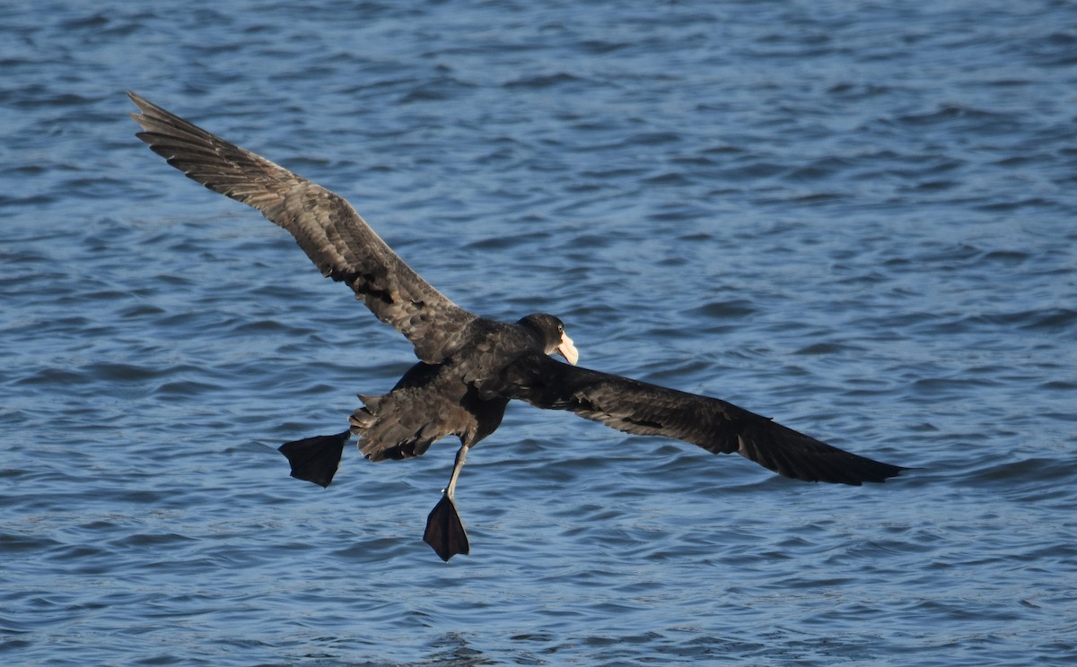 Southern Giant-Petrel - ML638595239