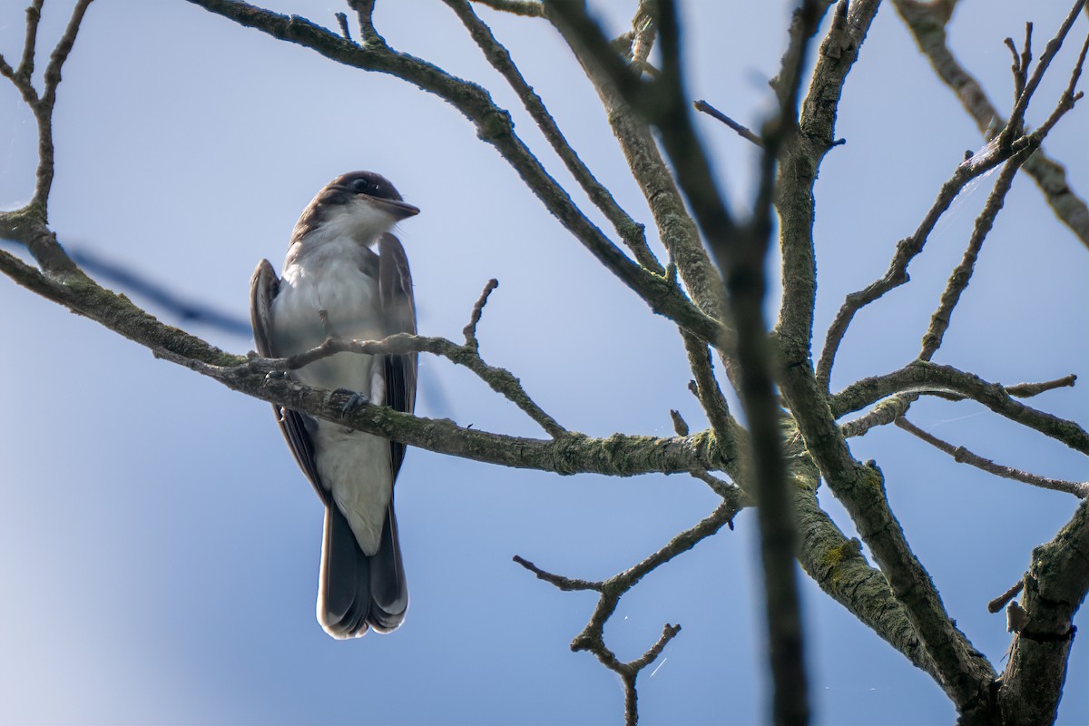 Eastern Kingbird - ML638595244