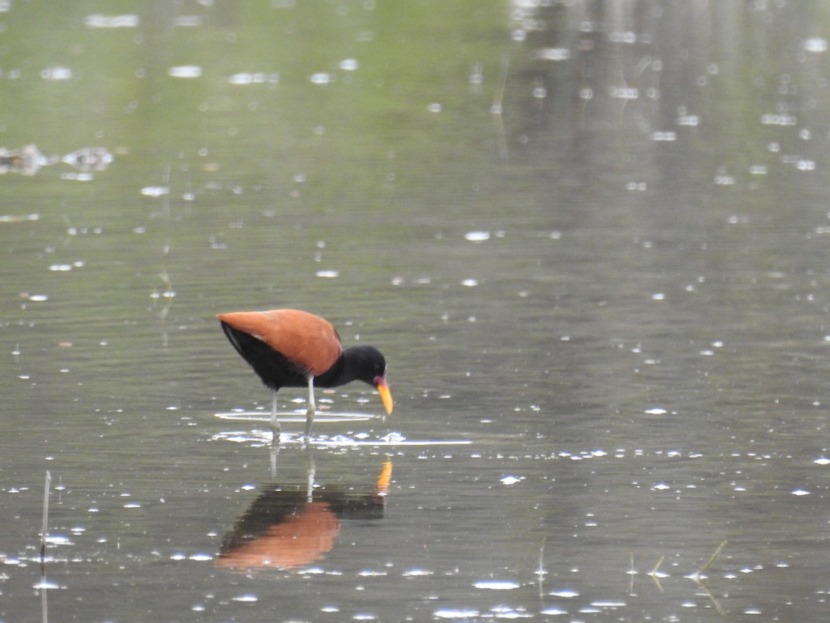 Wattled Jacana - ML638595245