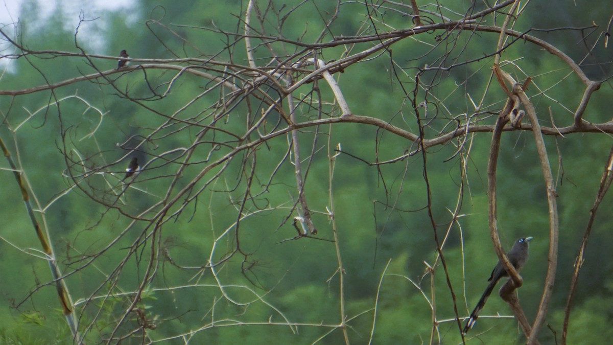 Blue-faced Malkoha - ML638595247