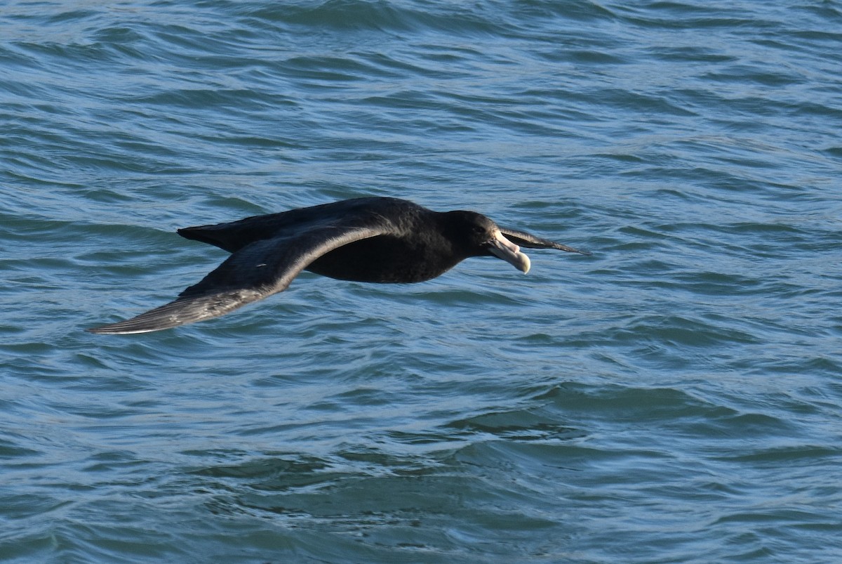 Southern Giant-Petrel - ML638595248