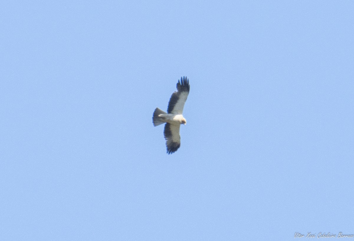 Booted Eagle - ML638595255