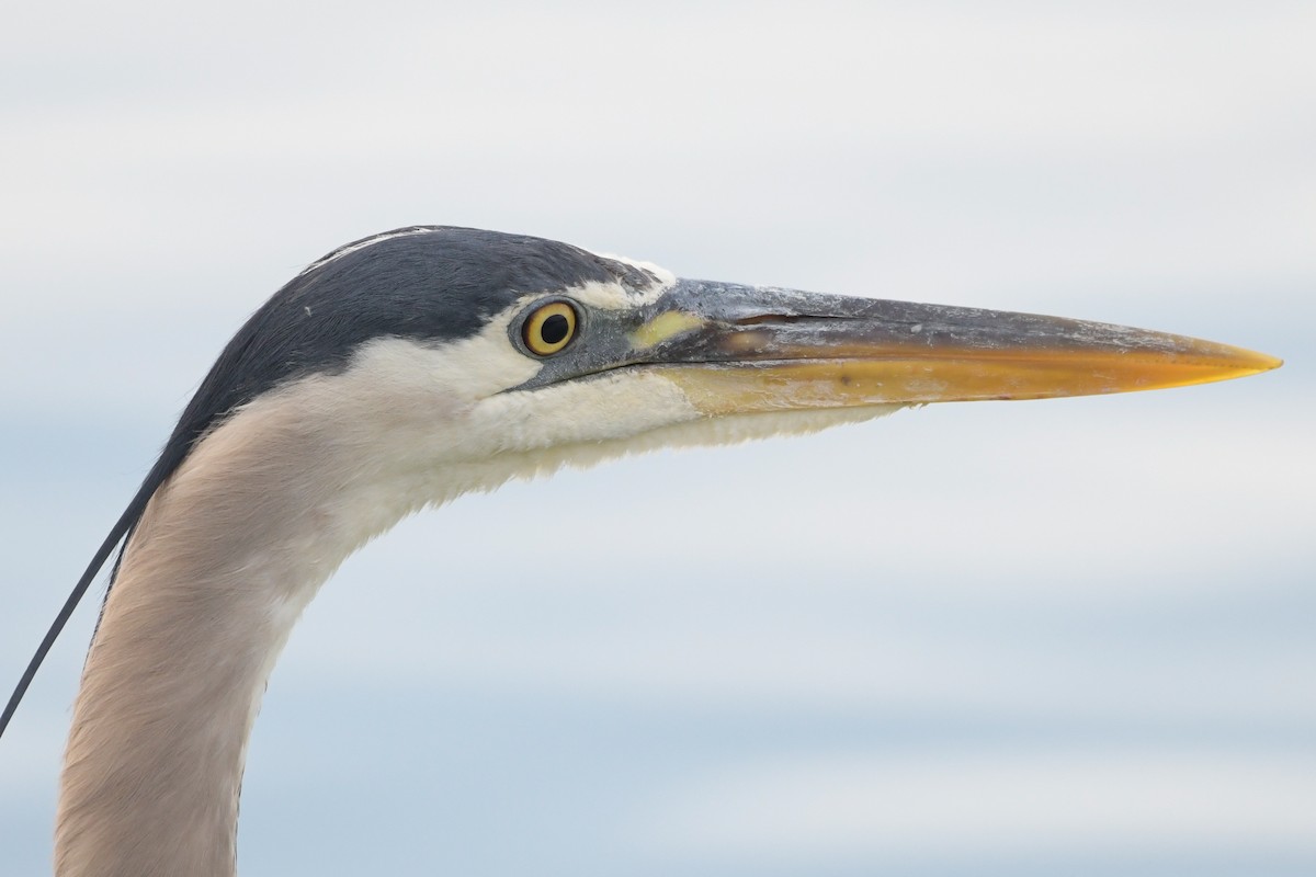Great Blue Heron - ML638595256