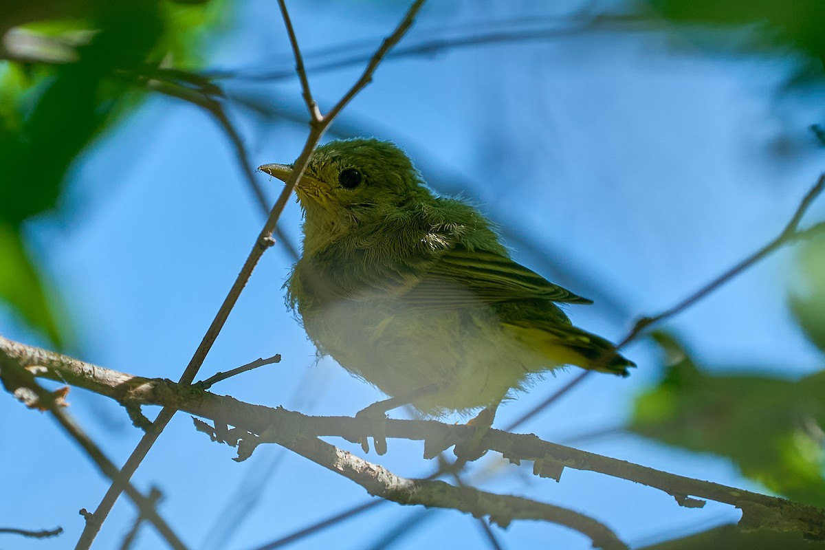 Yellow Warbler - ML638595259