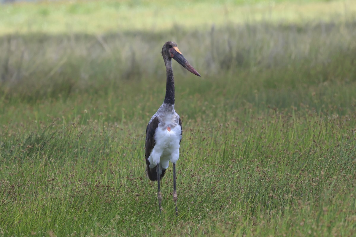 Saddle-billed Stork - ML638595260