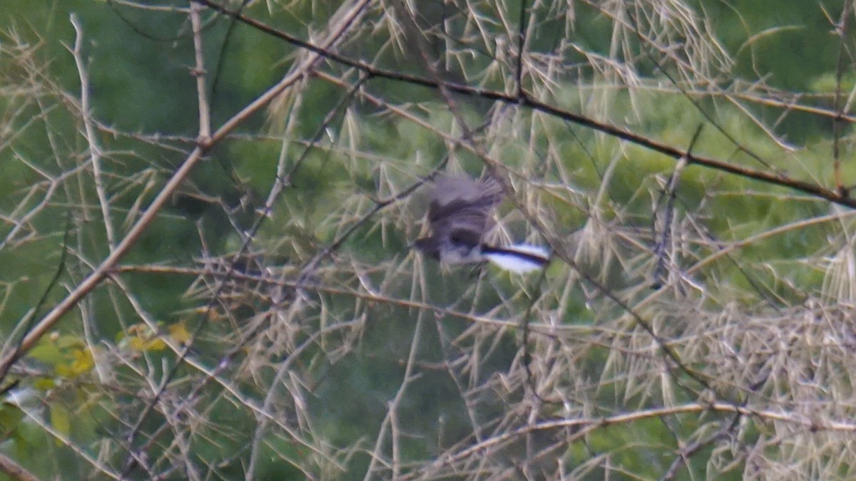 Oriental Magpie-Robin - ML638595263