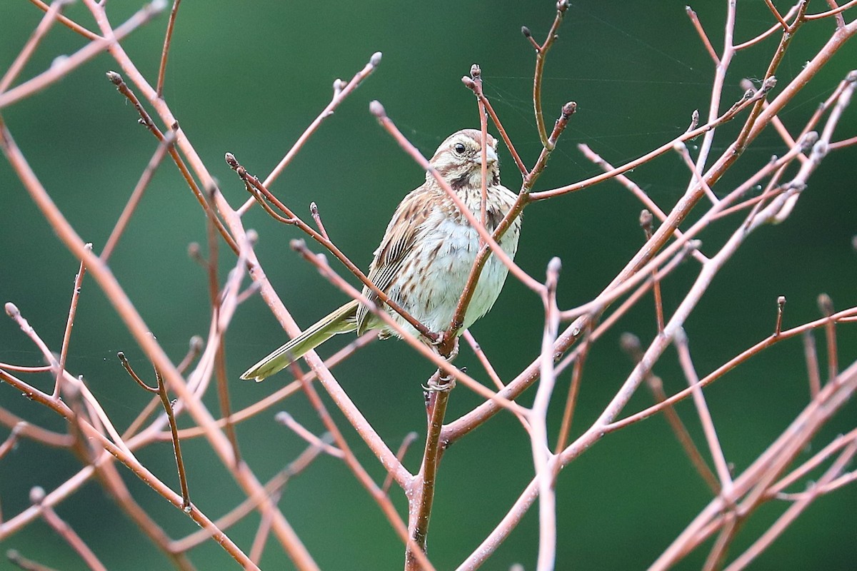 Song Sparrow - ML638595264
