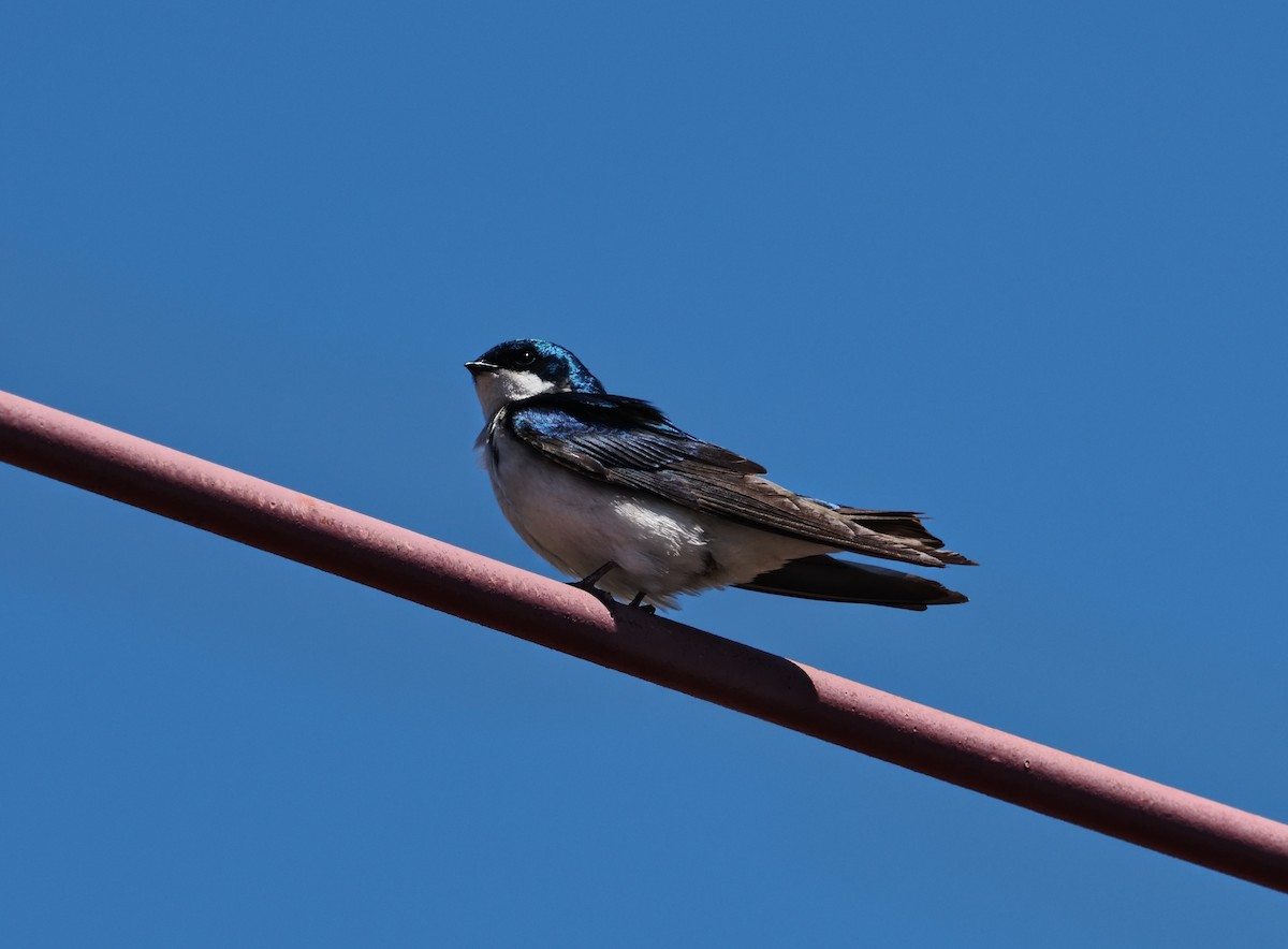 Hirondelle bicolore - ML638595268