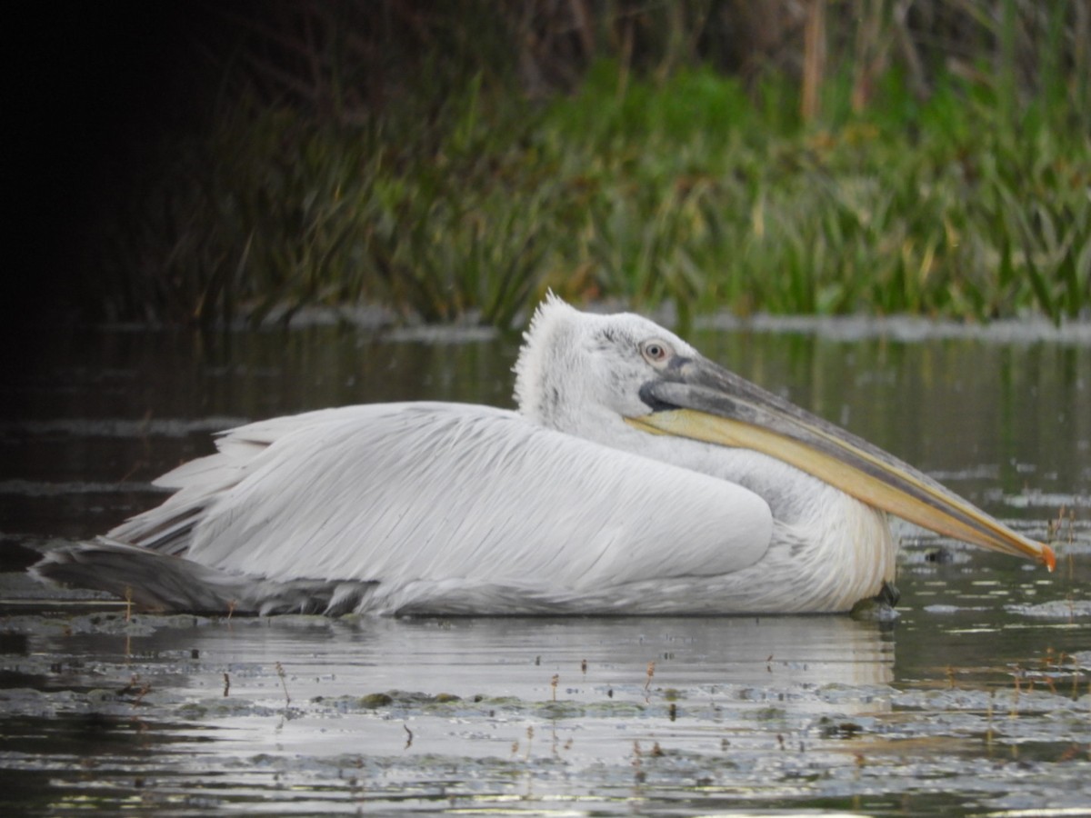 Dalmatian Pelican - ML638595271