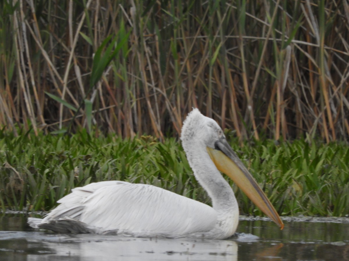 Dalmatian Pelican - ML638595274