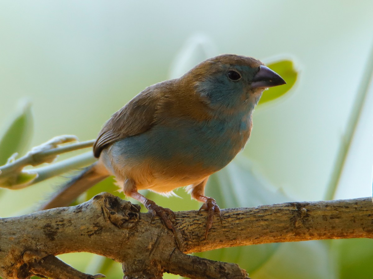 Southern Cordonbleu - ML638595299