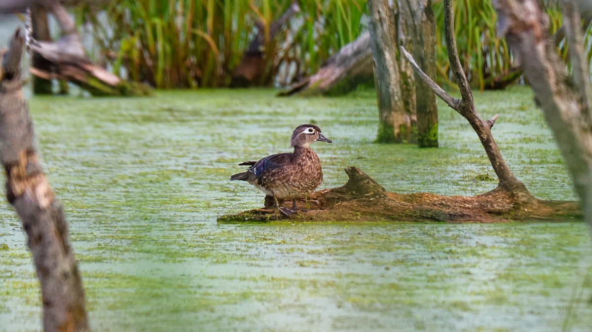 Pato Joyuyo - ML638595312