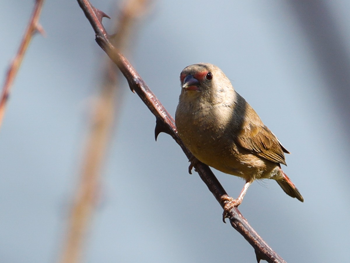 Southern Cordonbleu - ML638595339