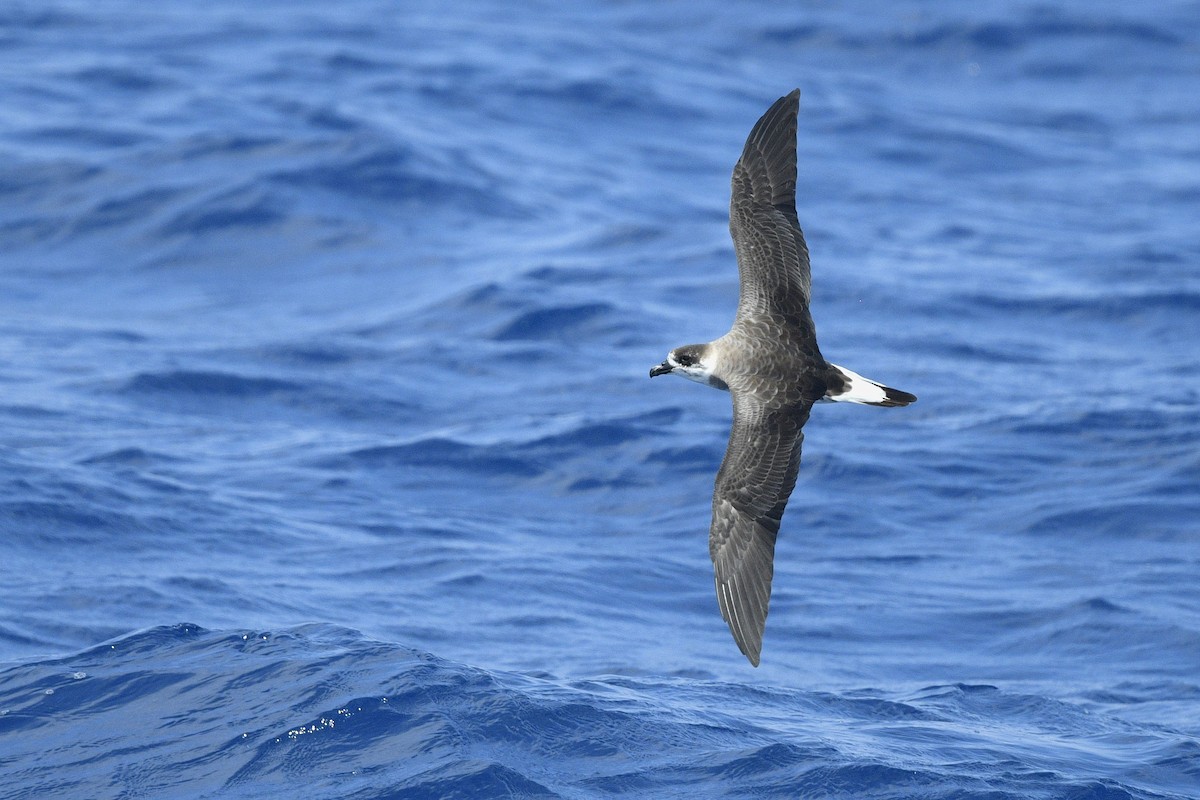 Black-capped Petrel - ML638595406