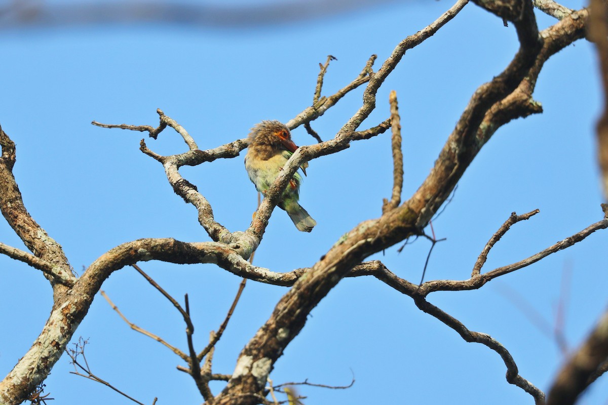 Brown-headed Barbet - ML638595434