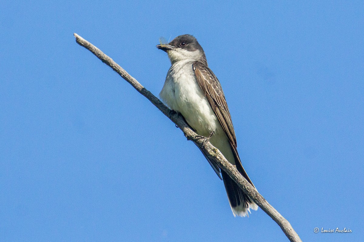 Eastern Kingbird - ML638595453