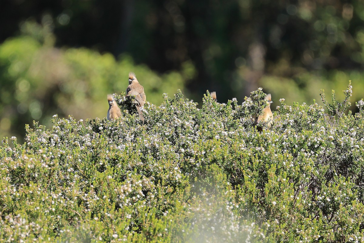 Speckled Mousebird - ML638595456