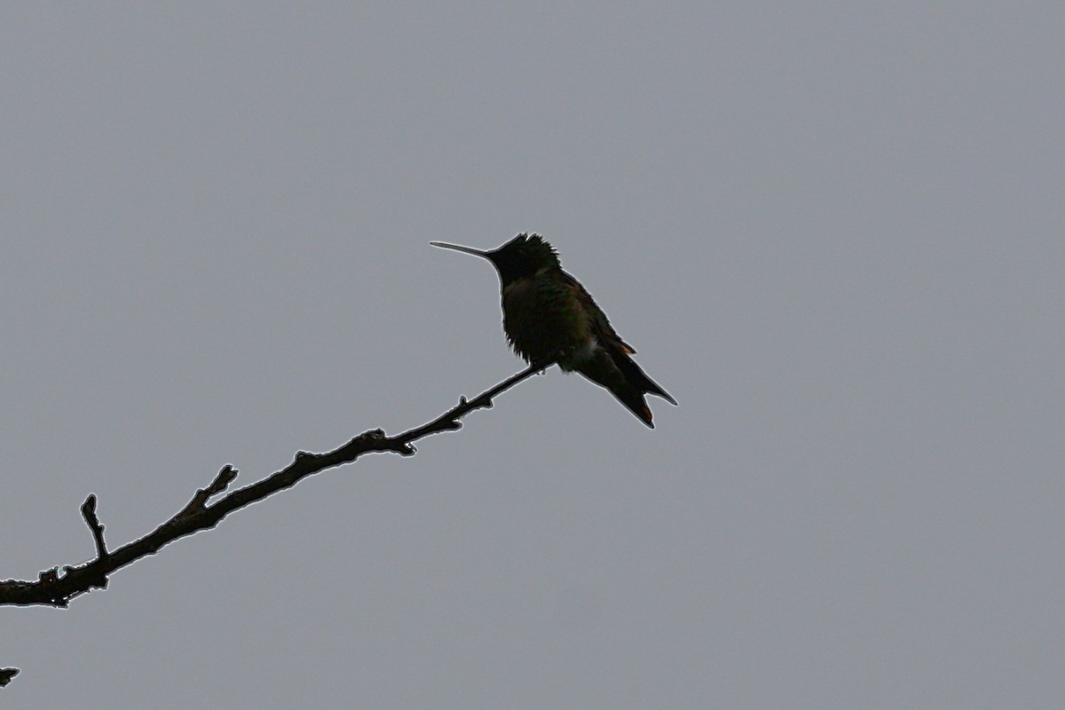 Ruby-throated Hummingbird - ML638595457