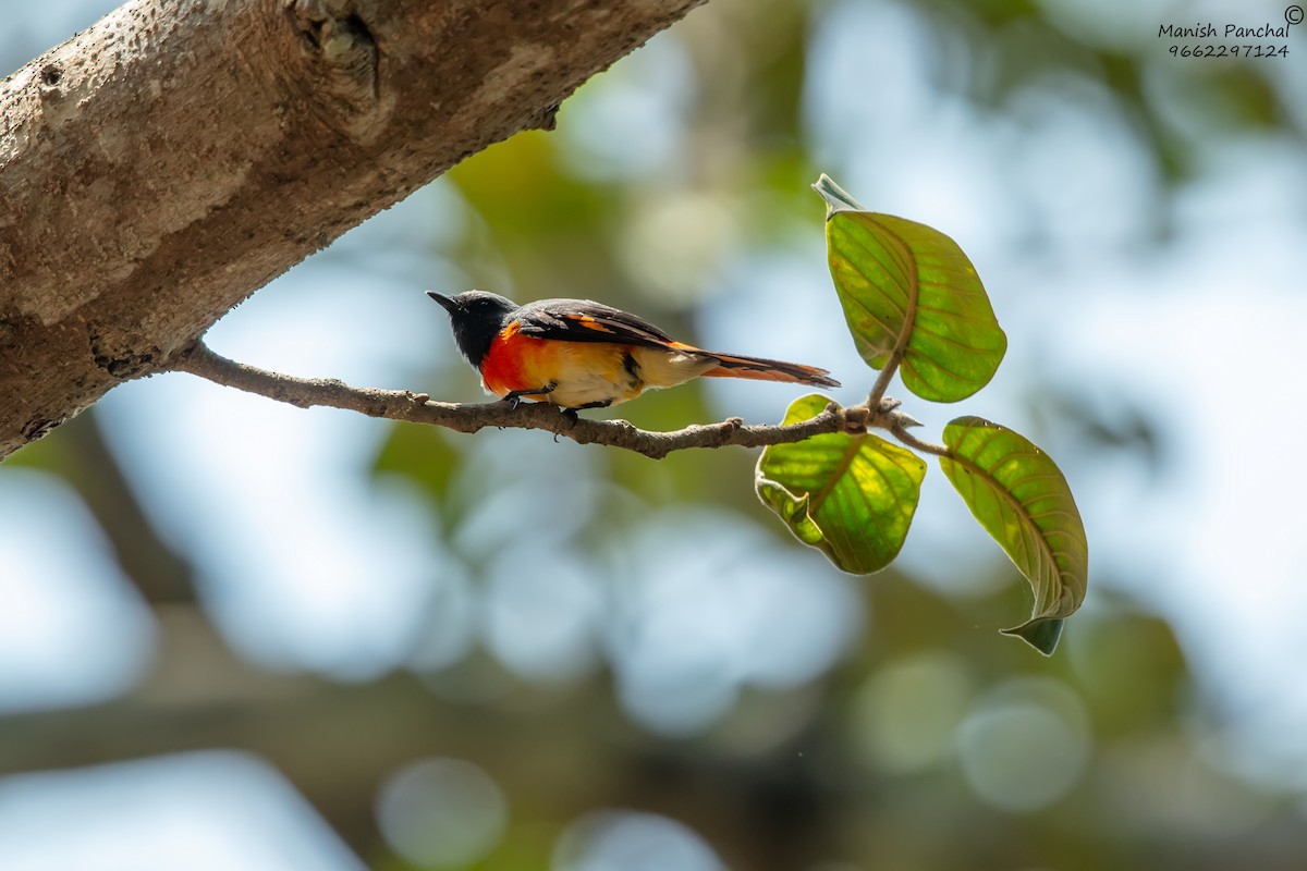 Small Minivet - ML638595461