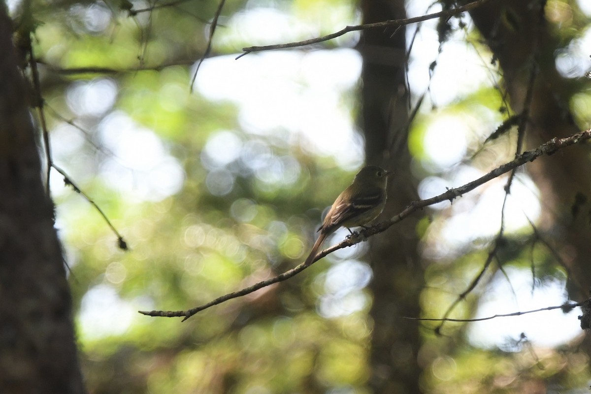 Yellow-bellied Flycatcher - ML638595463