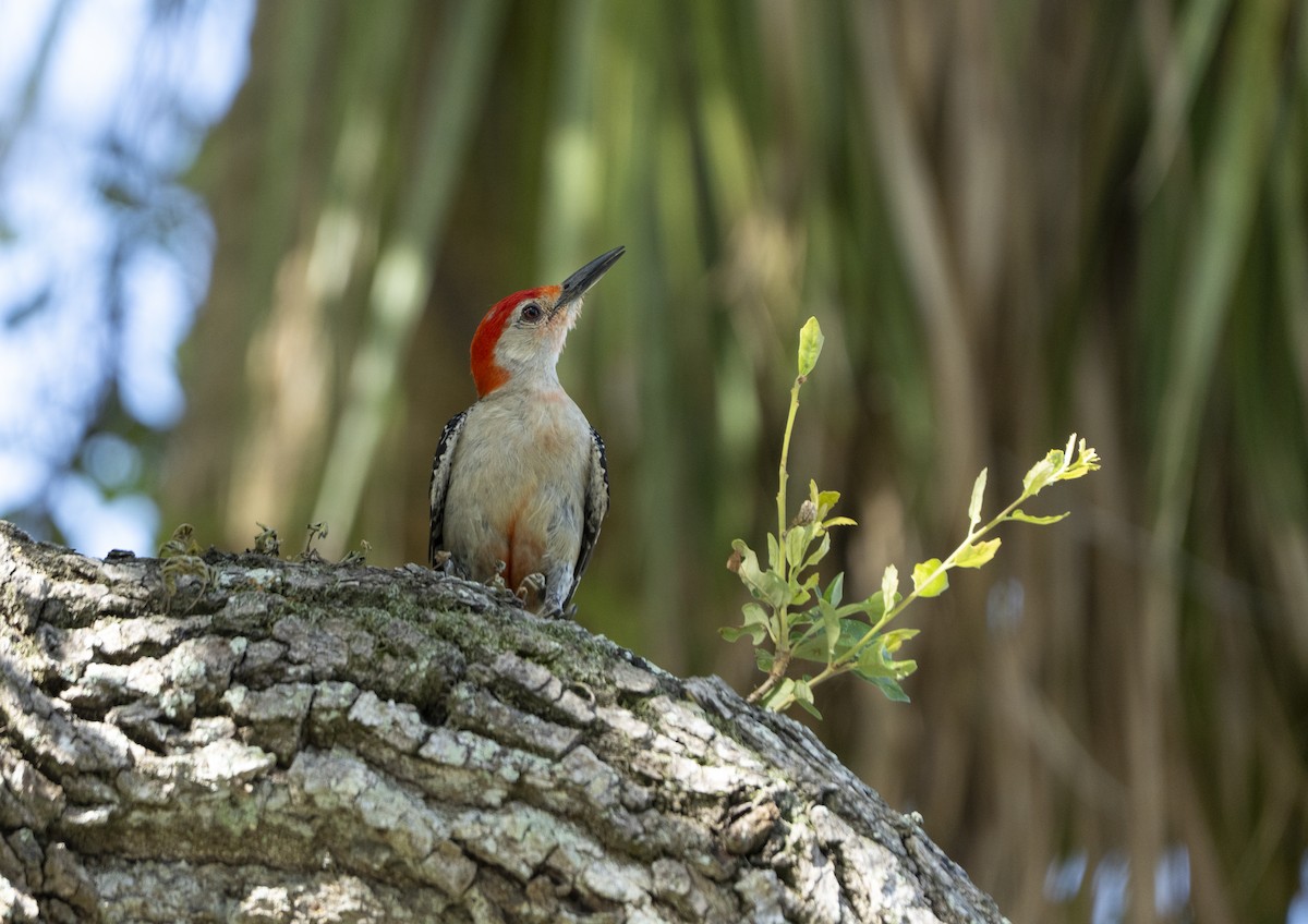 Red-bellied Woodpecker - ML638595465