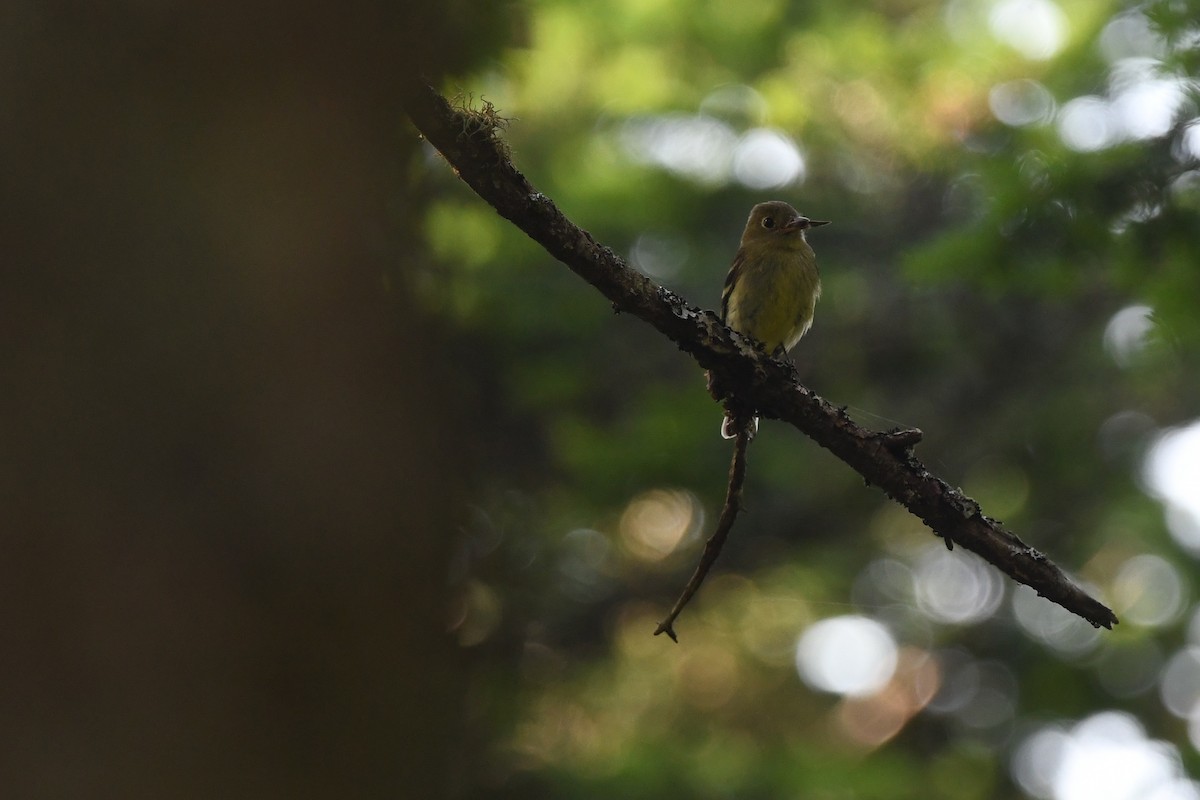 Yellow-bellied Flycatcher - ML638595466
