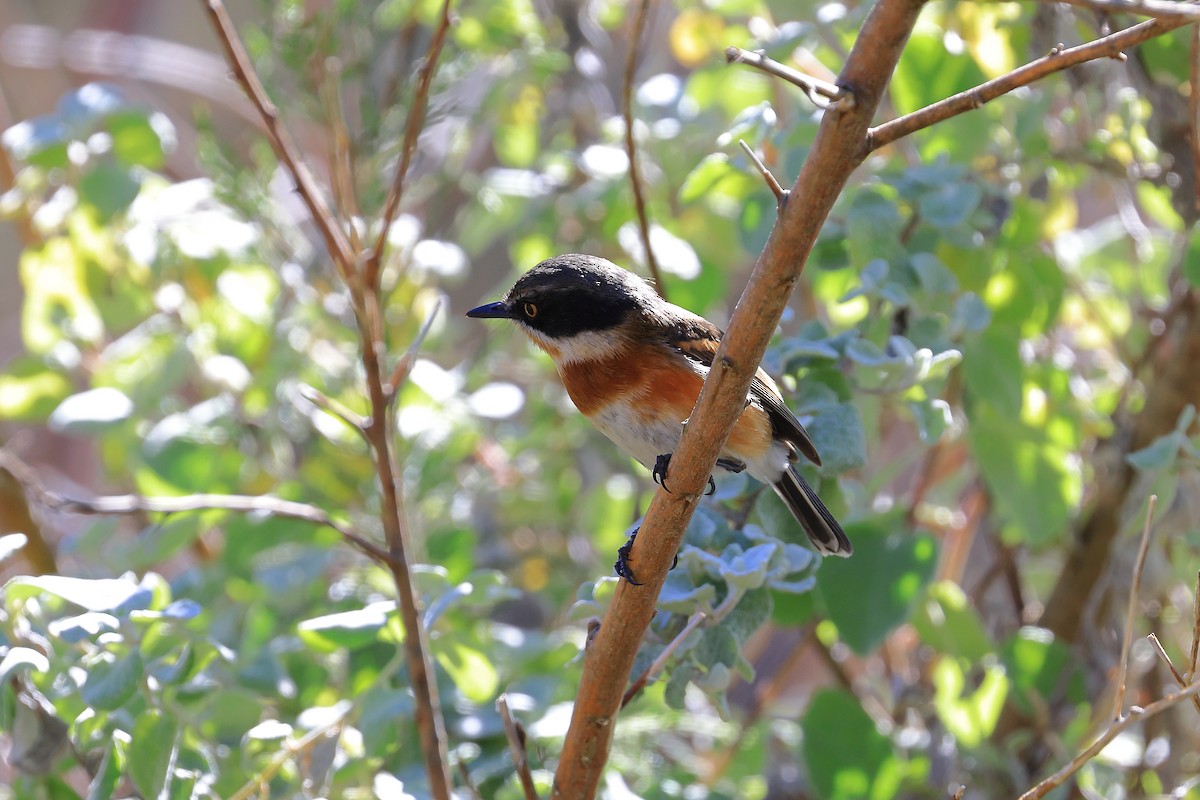 Cape Batis - ML638595467
