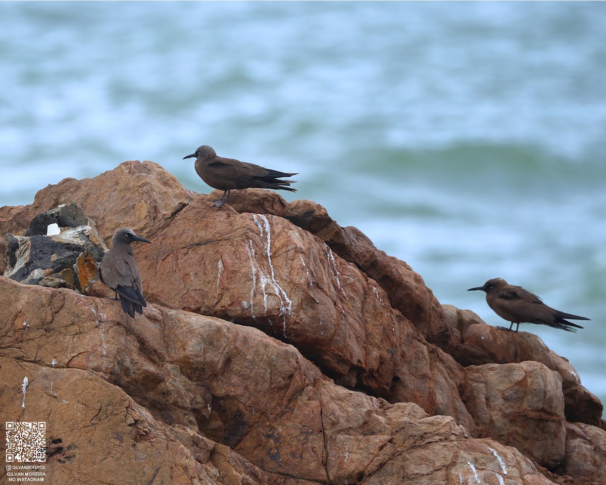 Brown Noddy - ML638595468