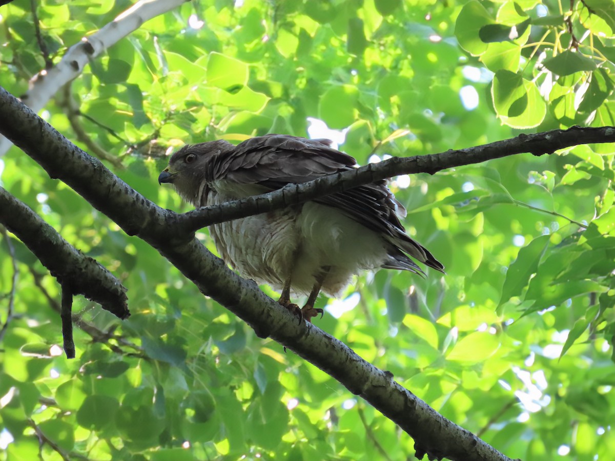 Broad-winged Hawk - ML638595477