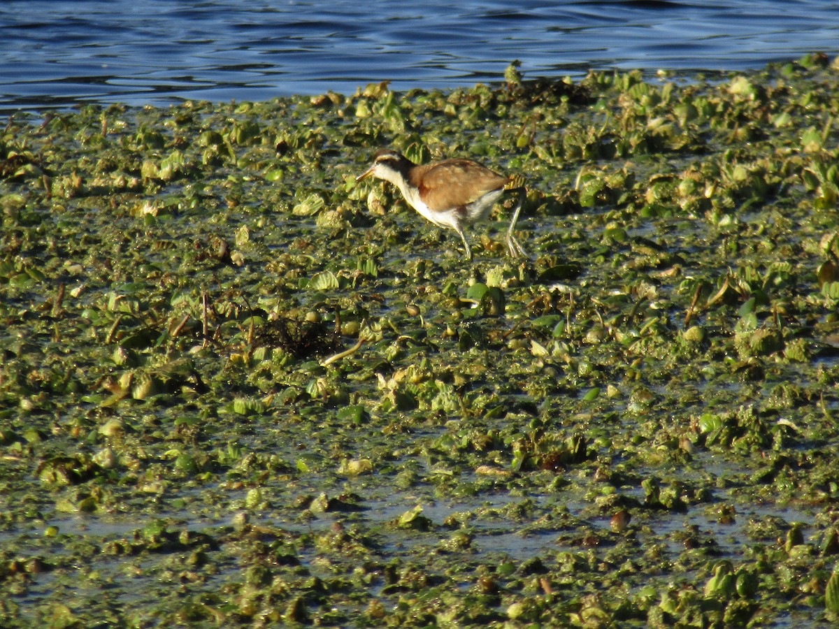 Wattled Jacana - ML638595478