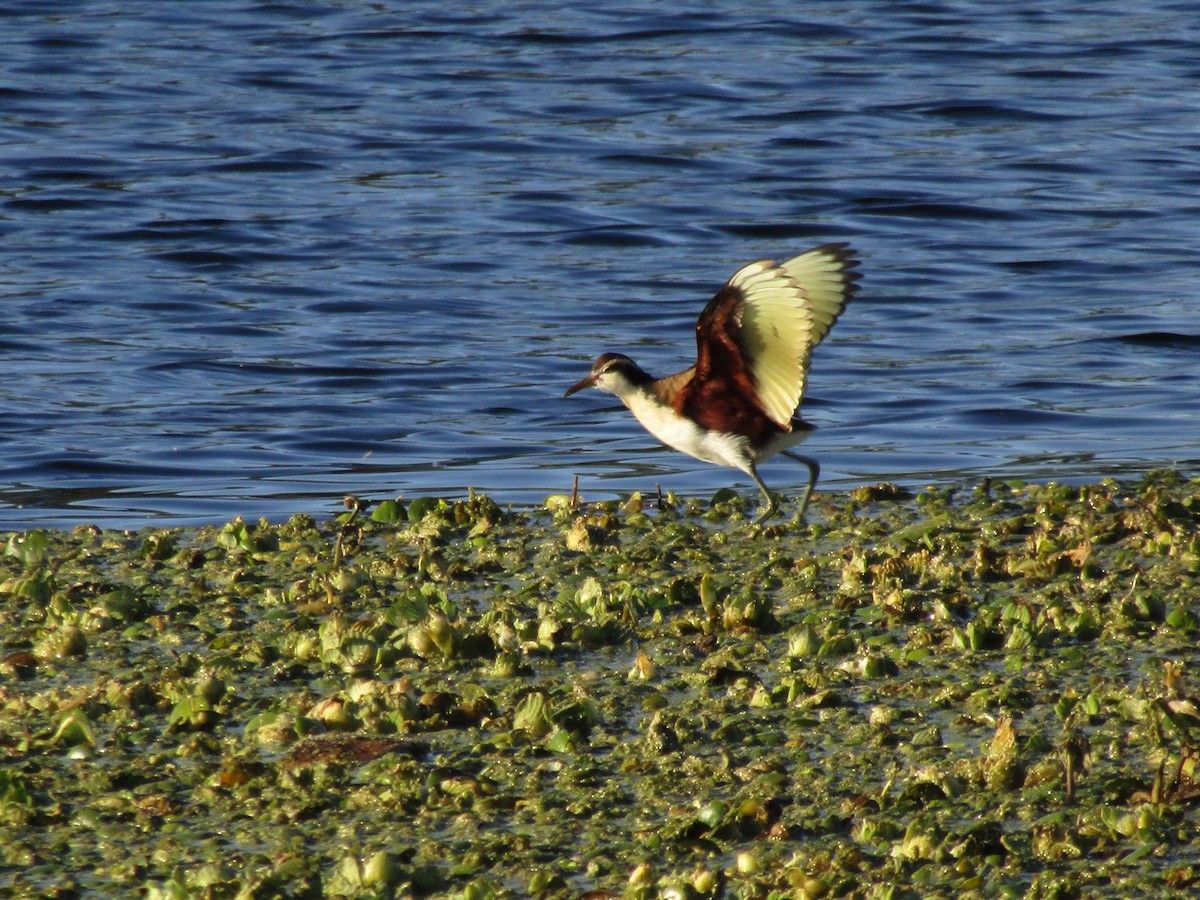 Wattled Jacana - ML638595479