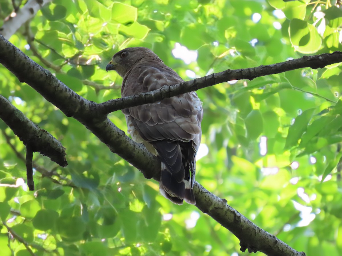 Broad-winged Hawk - ML638595481
