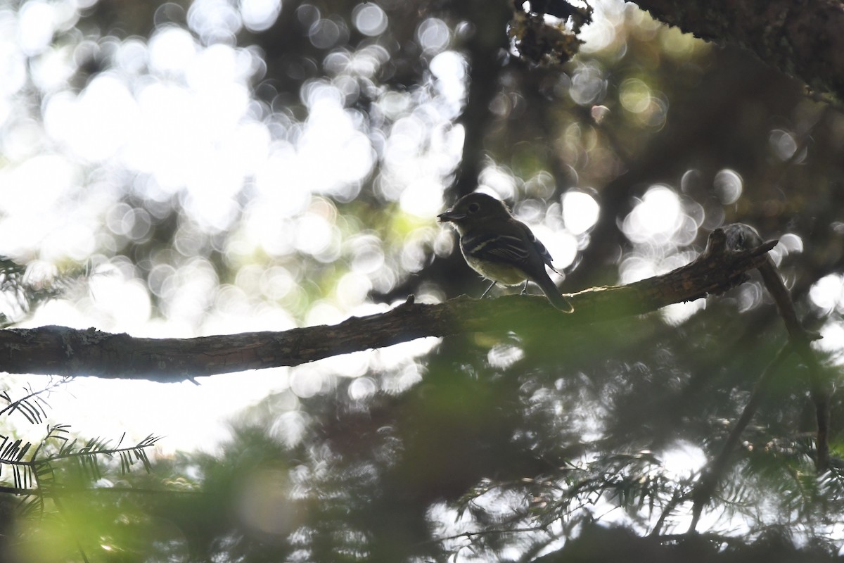 Yellow-bellied Flycatcher - ML638595482