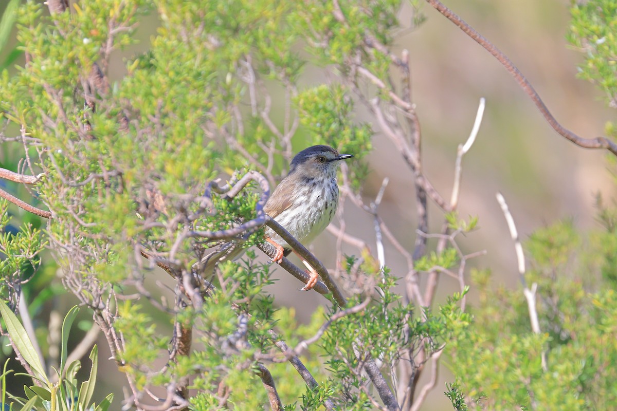 Karoo Prinia - ML638595484