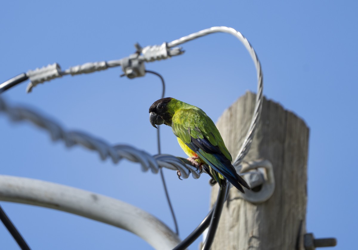 Nanday Parakeet - ML638595485