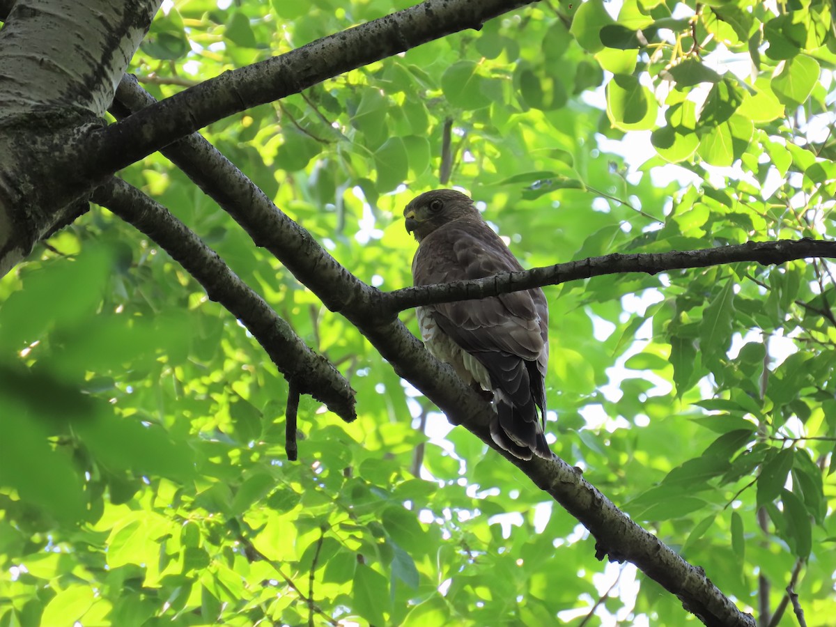 Broad-winged Hawk - ML638595486
