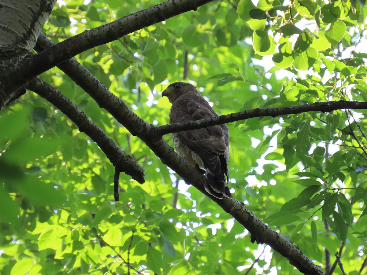 Broad-winged Hawk - ML638595487