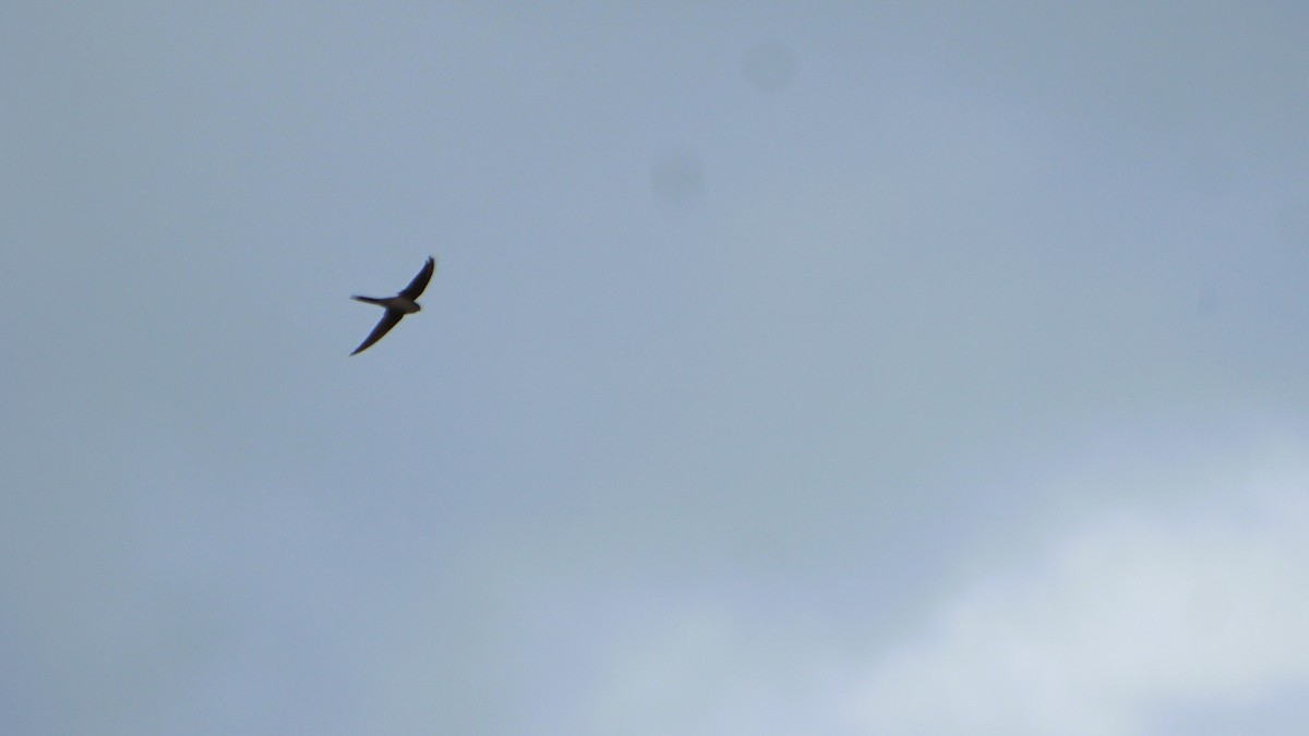 Asian Palm Swift - ML638595488