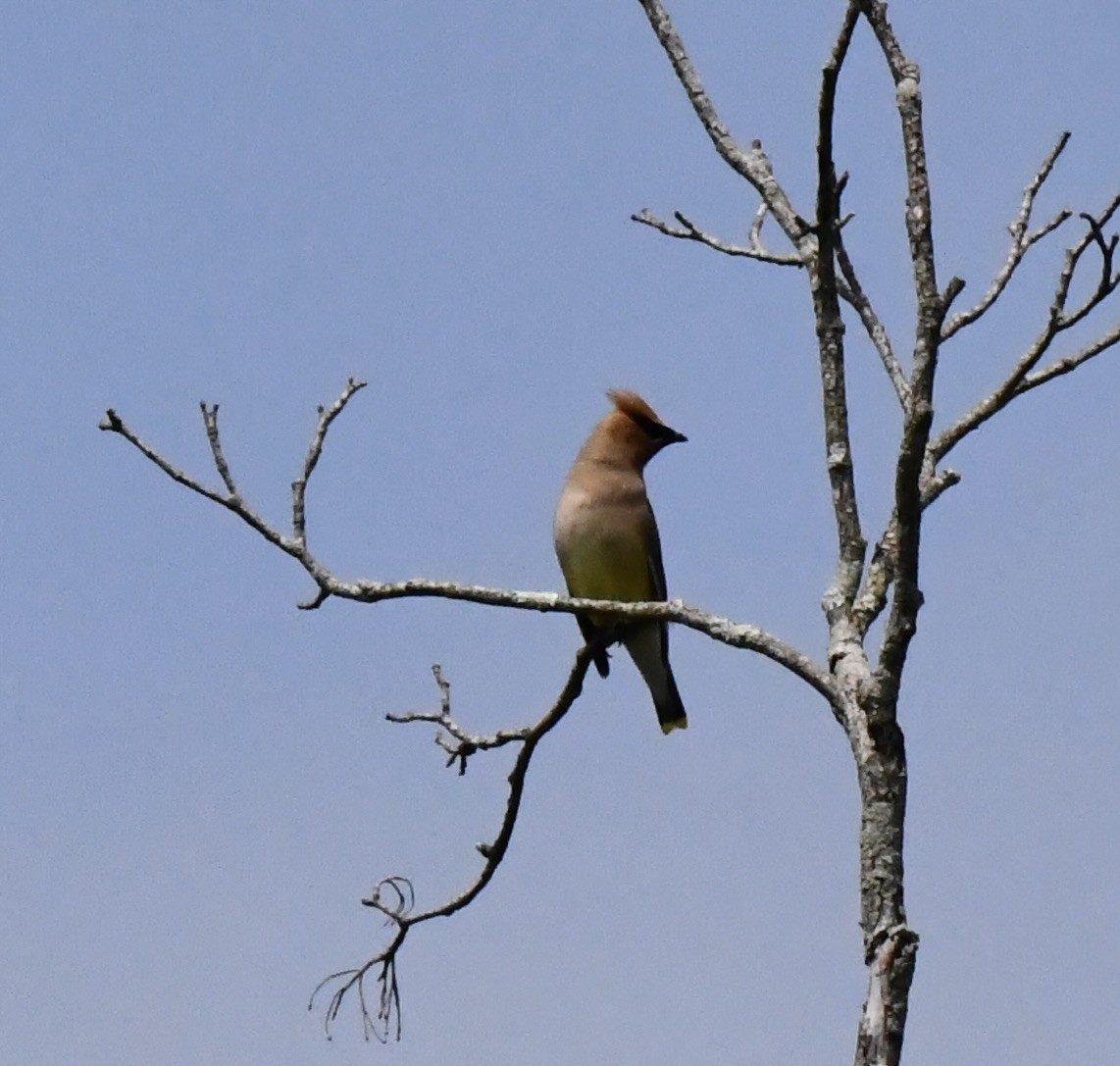 Cedar Waxwing - ML638595491