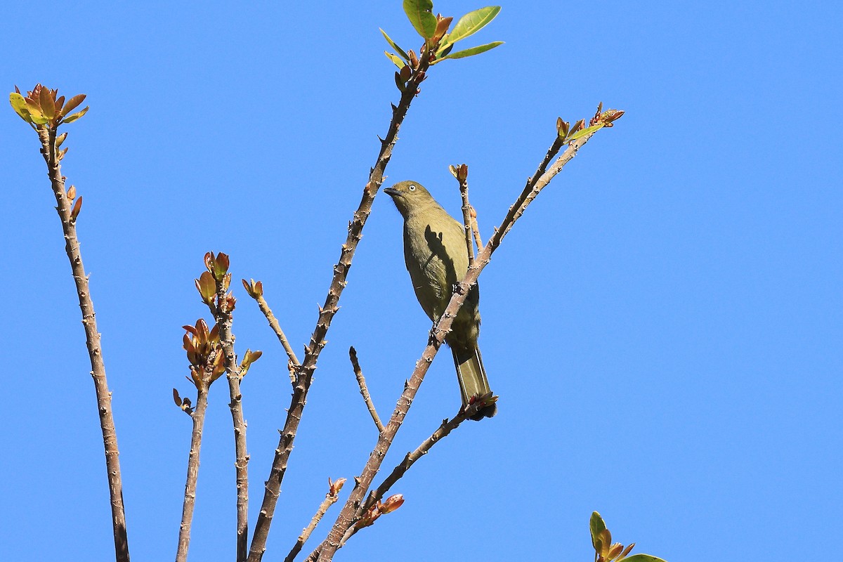 Sombre Greenbul - ML638595493