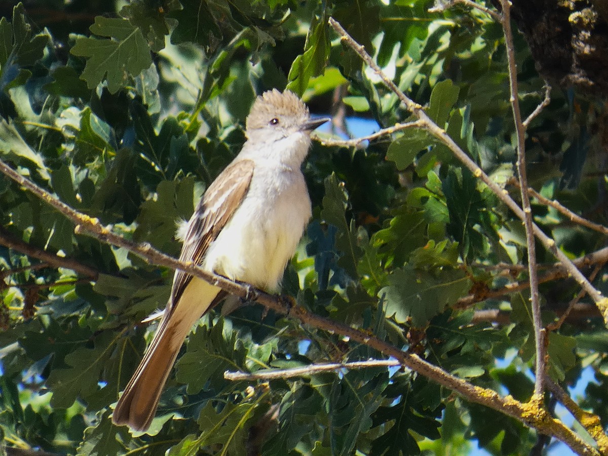 Ash-throated Flycatcher - ML638595505