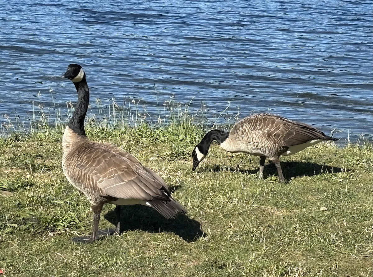 Canada Goose - ML638595521