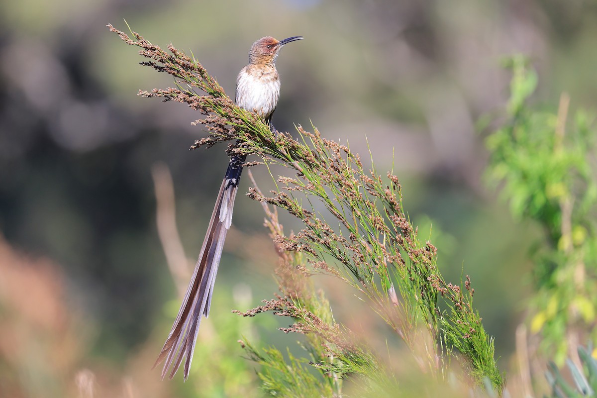Cape Sugarbird - ML638595531