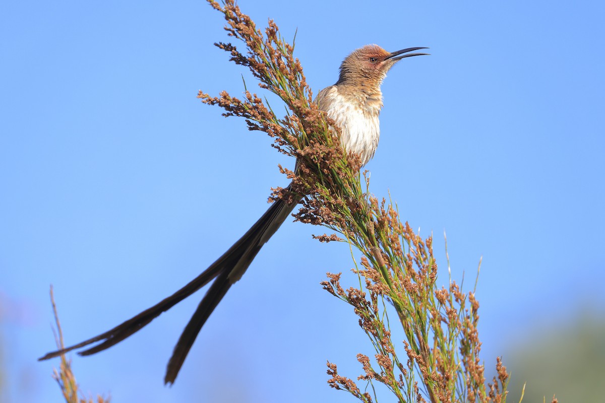 Cape Sugarbird - ML638595532
