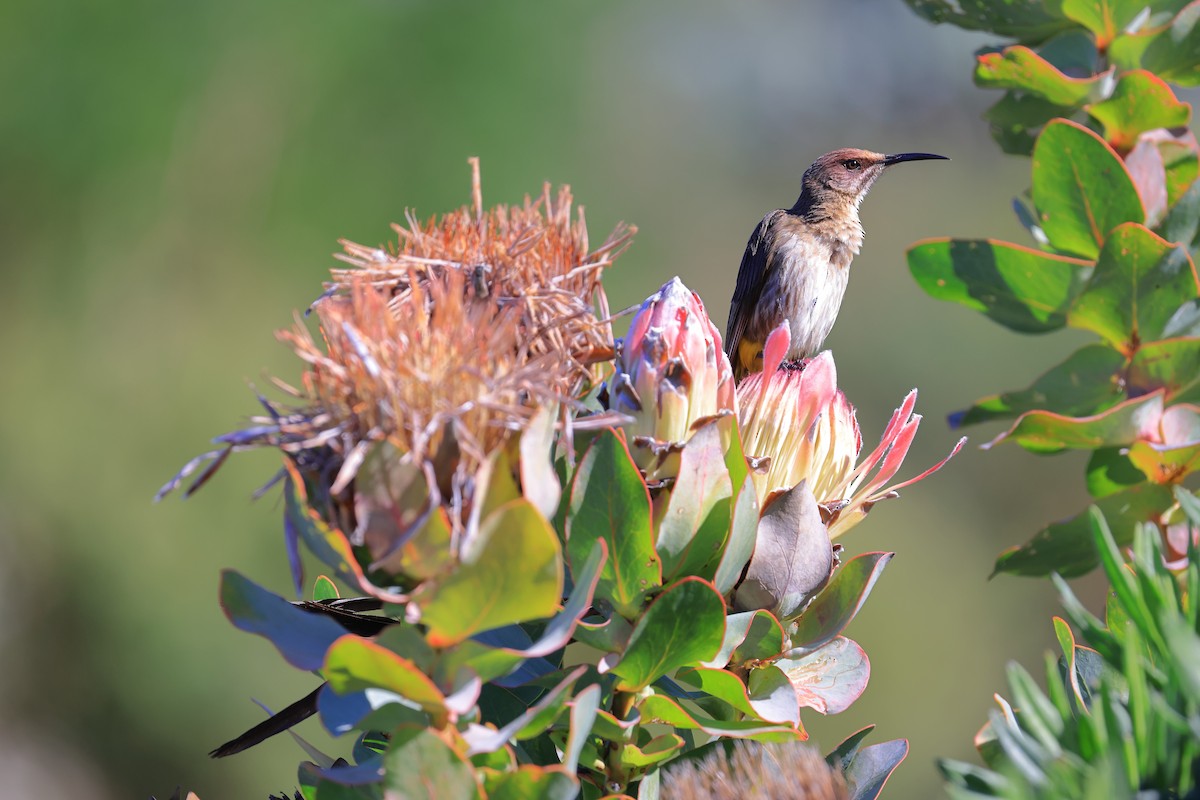 Cape Sugarbird - ML638595537